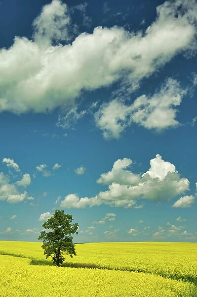 tree, canola field and cumulus clouds Rathwell, Manitoba, Canada