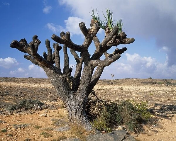Tree on Jebel al Qamar, west of Salalah