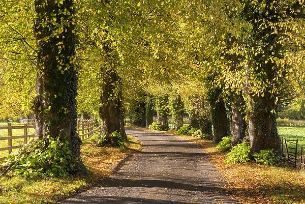 Tree lined lane with intense autumnal foliage, Brecon Beacons, Powys, Wales. Autumn