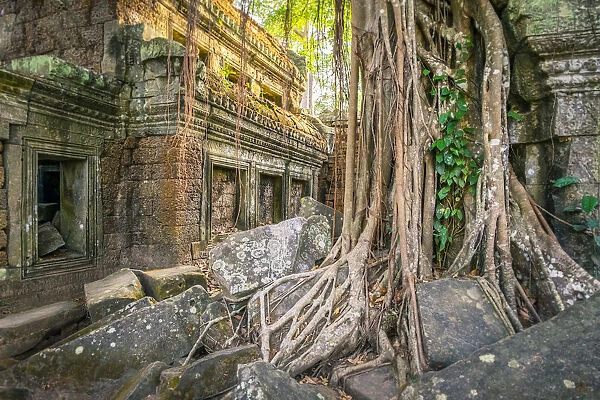 Tree roots at Ta Prohm temple ruins, Angkor, UNESCO World Heritage Site, Siem Reap