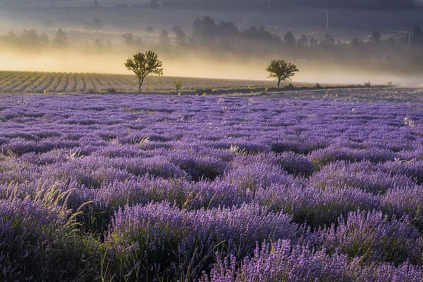 Two trees in blooming Lavender field in morning light - Plateau de Vaucluse, Sault, Provence-Alpes-Cote d Azur, Alpes de Haute Provence, Provence, Southern France, France