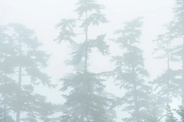 Trees in Fog on Agate Beach. Naikoon Provincial Park. Graham Island, Haida Gwaii (formerly the Queen Charlotte Islands), British Columbia, Canada