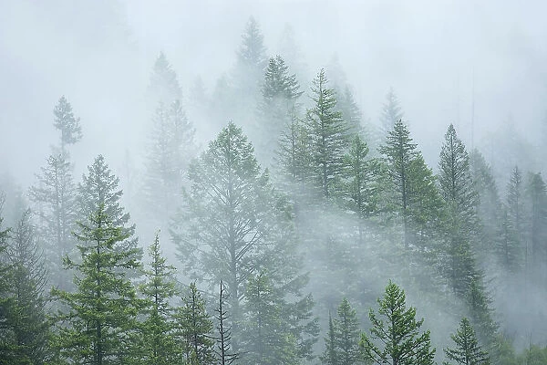 Trees in fog and rain. Monashee Mountains, NAncy Green Provincial Park, British Columbia, Canada