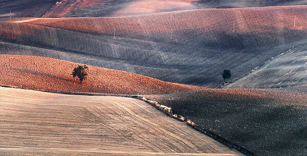 Two trees in the Siena countryside at sunset in summer, Val d Orcia, Tuscany, Italy