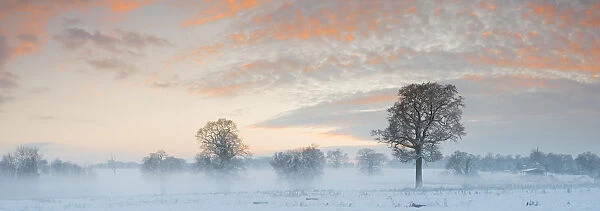 Trees in Winter Mist at Sunset, Norfolk, England