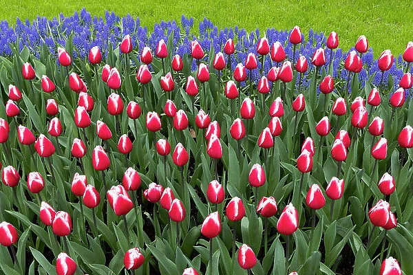 Tulips and hyacinths in the Keukenhof gardens, Lisse, North Holland, Netherlands