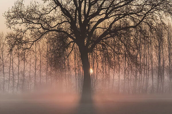Turin province, Piedmont, Italy. Misty sunrise with oak