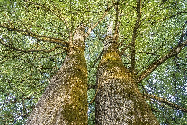 Twin poplars in the park of Hohenkammer Castle, Upper Bavaria, Bavaria, Germany