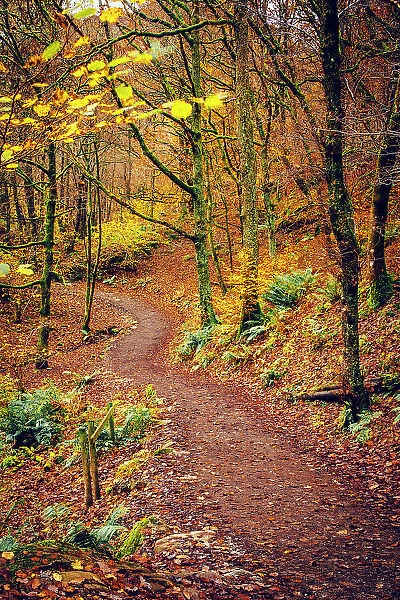 UK, England, Cumbria, Lake District National Park, Grasmere, Woodland Path
