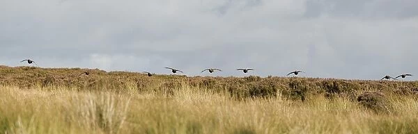 UK; Yorkshire. A covey of grouse fly low and fast over the heather on Bingley
