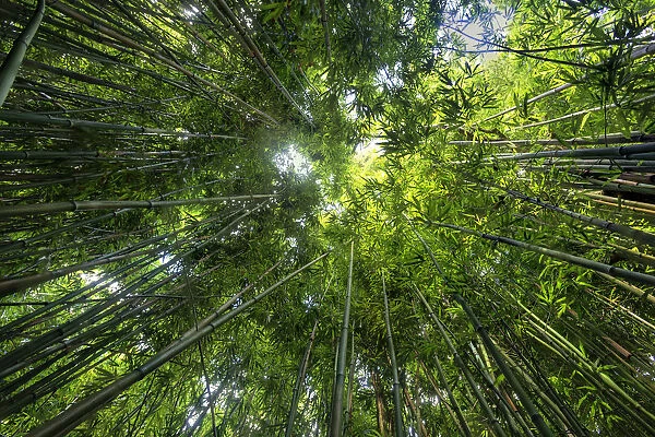 USA, Hawaii, Maui, Haleakala National Park, Bamboo forest