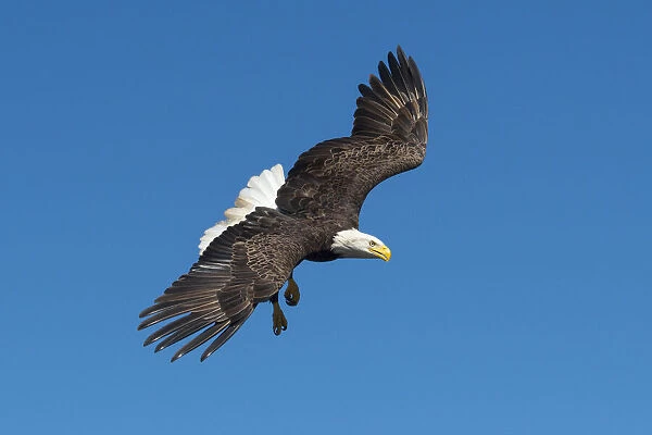 USA, South, Louisiana, Bald Eagle in flight