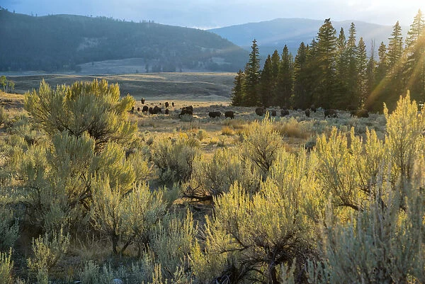 USA, Wyoming, Yellowstone National Park, Bison herd in Lamar valley