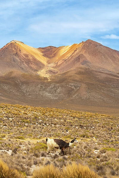 Vicuna (Vicugna vicugna) grazing against mountains, Salinas y Aguada Blanca National Reserve, Arequipa Province, Arequipa Region, Peru