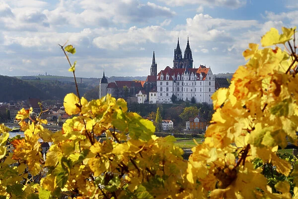 View from the autumn vineyard to Albrechtsburg Meissen, Saxony, Germany, Europe