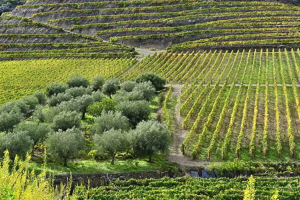 Vineyards and olive groves at Vila Nova de Foz Coa. Alto Douro