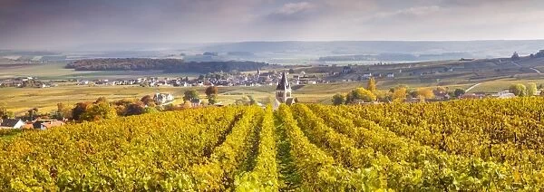 Vineyards of Ville Dommange, Champagne Ardenne, France