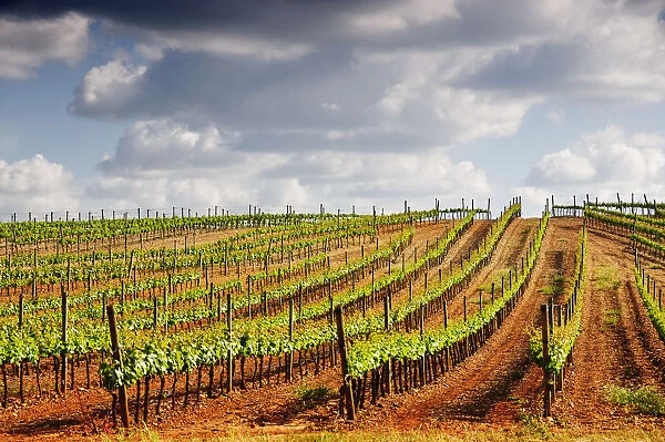 Vineyards in the wine growing plains of Alentejo, Portugal