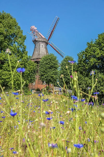 Mill on the wall with wildflower meadow, Bremen, Germany