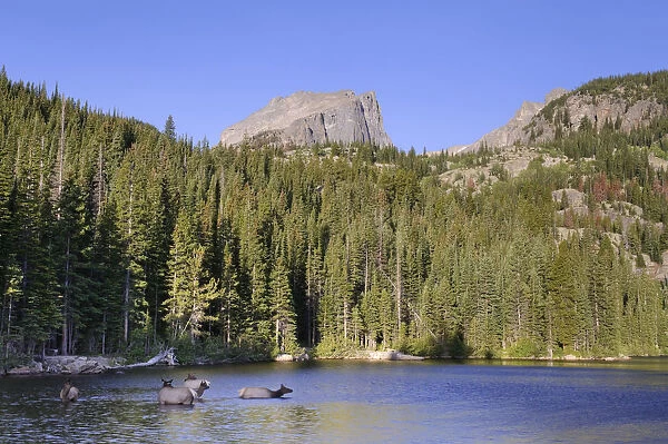 Wapiti Deer, Bear Lake and Hallet Peak, Rocky Mountain National Park, Estes Park
