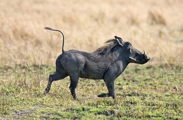 A warthog runs with its tail in the air. Katavi National Park