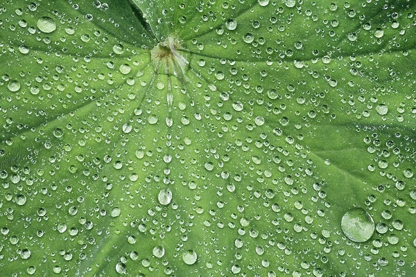 Waterdrop on leaf - Germany, Bavaria, Upper Bavaria, Munich, Westpark