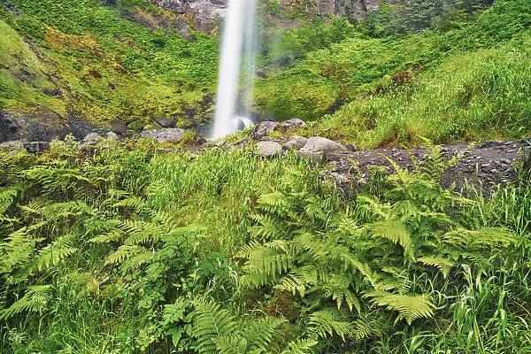 Waterfall Elowah Falls with ferns - USA, Oregon, Multnomah, Yeon State Park
