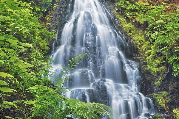 Waterfall Fairy Falls in Pacific rainforest - USA, Oregon, Multnomah
