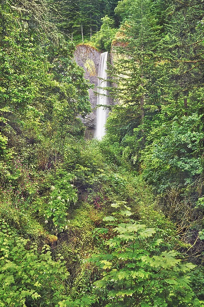 Waterfall Latourell Falls in Pacific rainforest - USA, Oregon, Multnomah