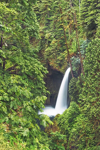 Waterfall Metlako Falls in Pacific rainforest - USA, Oregon, Multnomah