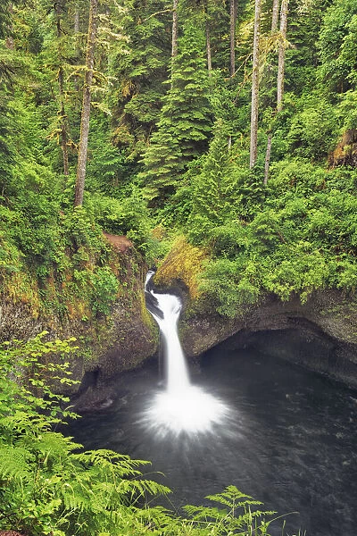 Waterfall Punchball Falls in Pacific rainforest - USA, Oregon, Hood River, Eagle Creek
