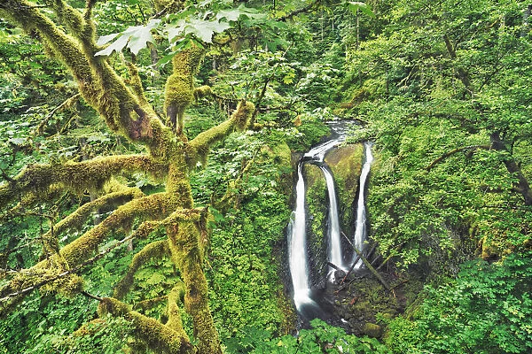 Waterfall Triple Falls in Pacific rainforest - USA, Oregon, Multnomah, Oneonta Creek