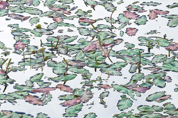 Some weeds on the surface of a lake in the Dolomites. Italy