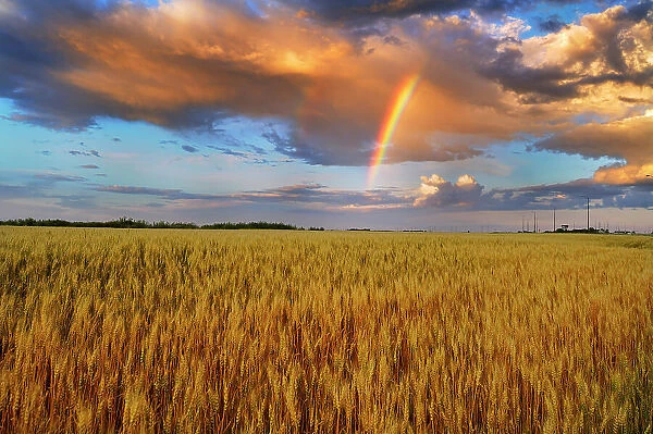 Wheat field and rainbow after storm Lorette, Manitoba, Canada