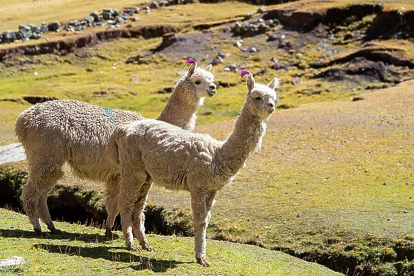 White Alpacas at meadow, Pitumarca District, Cusco Region, Peru