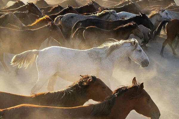 White horse running among herd of Yilki horses in dust at sunset, Hurmetci, Hacilar District, Kayseri Province, Cappadocia, Central Anatolia Region, Turkey