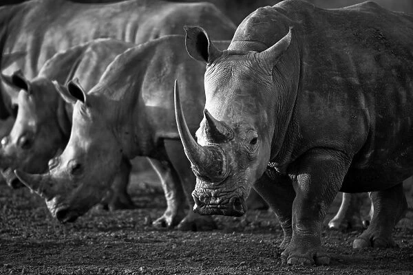 The White Rhinoceros or Square-lipped rhinoceros