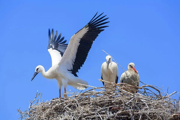 White storks (Ciconia ciconia), nesting on the top of Faro Cathedral, Faro, Algarve
