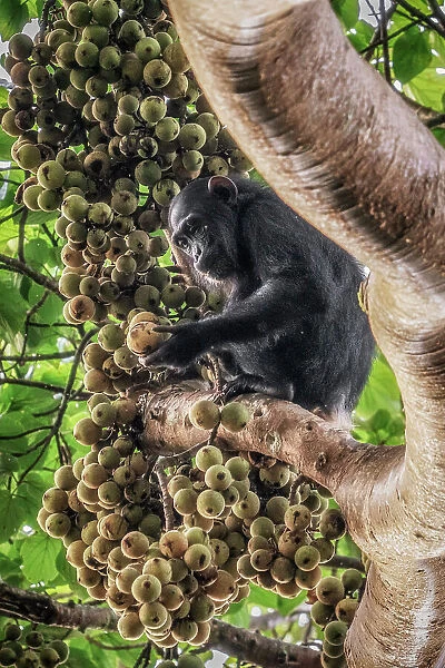 Wild chimp eating figs in kibale forest national park, Uganda