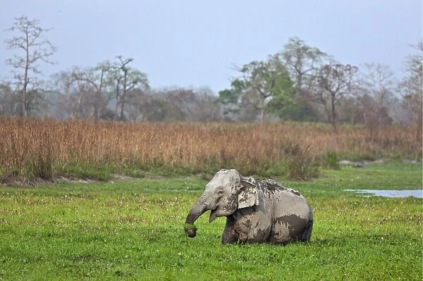 Wild Indian elephants feed in a swamp in Kaziranga National Park, a UNESCO World Heritage Site