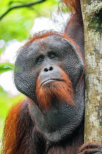 Wild Orangutan portrait, Tanjung Puting National Park, Kalimantan Indonesia
