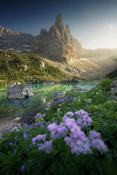 Some wildflowers standing at the feet of the Dito di Dio, together with the turquoise Sorapiss lake, Ampezzo Dolomites. Dolomites, Italy