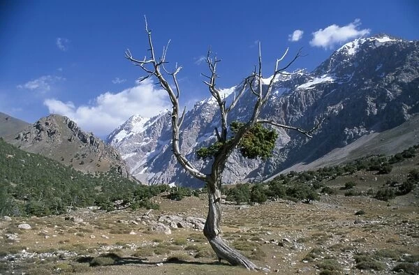 A wind blasted tree high in the Sarykhodan Valley which runs beneath the sheer rock faces of the Fann Mountains