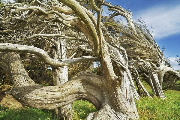 Windblown tree at Slope Point - New Zealand, South Island, Southland