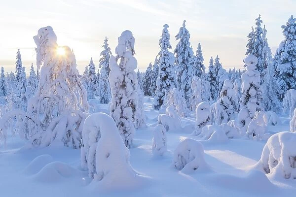 Winter in Riisitunturi National Park, Lapland, Finland