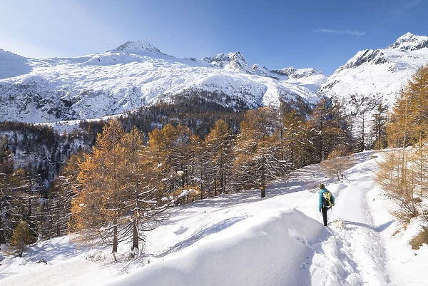 Woman is walking after autumn snowfall, Alpe dell Oro, Chiareggio, Valmalenco