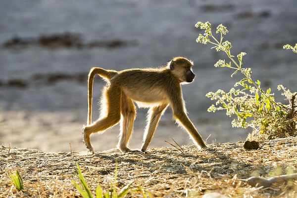Yellow baboon walking, Ruaha National Park, Tanzania