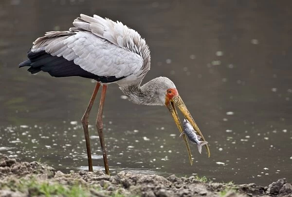 A Yellow-billed stork catches a fish in the Katuma River. Katavi National Park