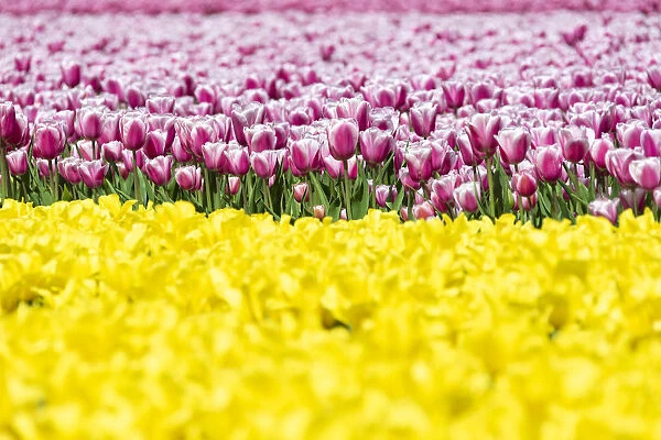 Detail of yellow and pink tulips in a multicolor tulips field (Lisse, South Holland