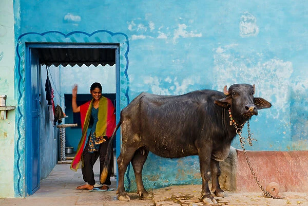 Young Indian Girl & Sacred Cow, near Agra, India